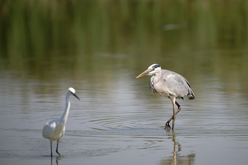 Grey heron. In the out of focus plane you can see a little egret