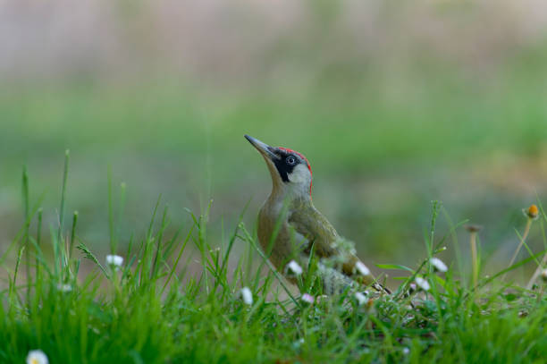 green woodpecker in a meadow