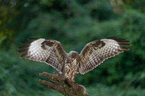 Close up of a Red kite (Milvus milvus) in flight in the countryside, UK.