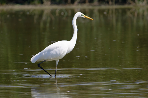 Egret in water lily pond
