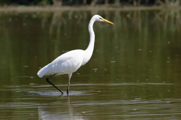 Photo of Great egret (Egretta alba)