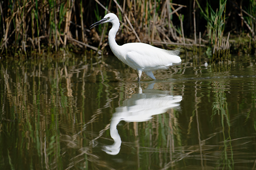 Snowy egret in natural habitat on South Padre Island, TX.