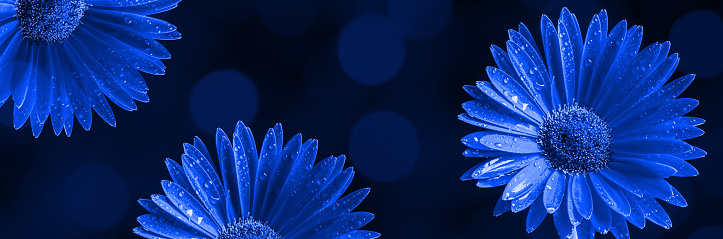 Close-up of beautiful blue Gerbera flowers on a dark background with beautiful bokeh. Toned image.