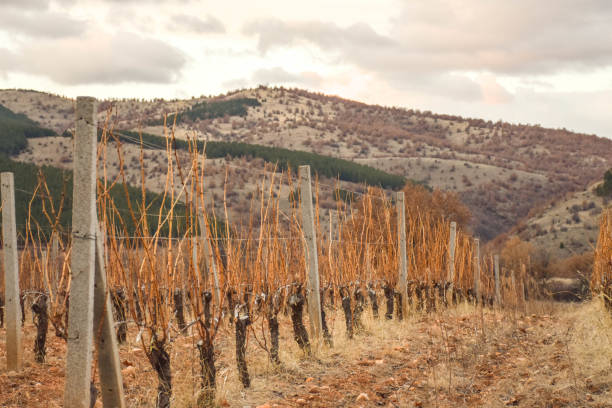 Vineyards in Autumn
