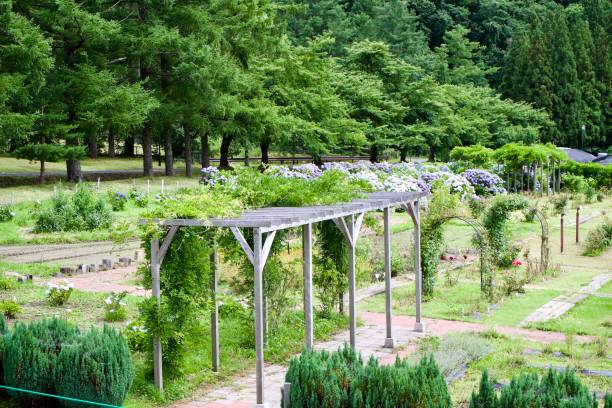 istock The garden with some plant. 1676064646