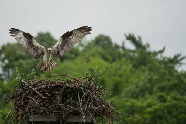 istock Osprey midair with wings spread flying to its nest. 1676066860