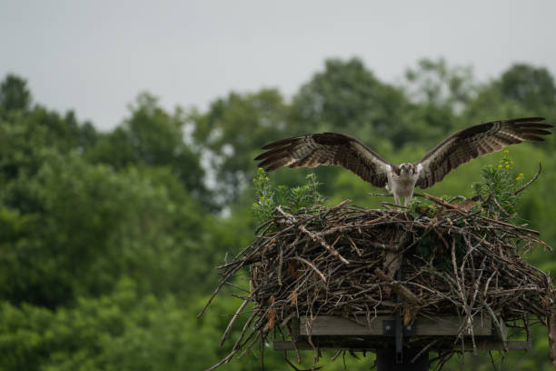 istock Osprey perched in nest with wings spread. 1676066884
