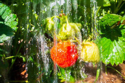 Close-up watering ripening strawberry on plantation in summer. Drops of water irrigate crops. Gardening concept. Agriculture plants growing in bed row.