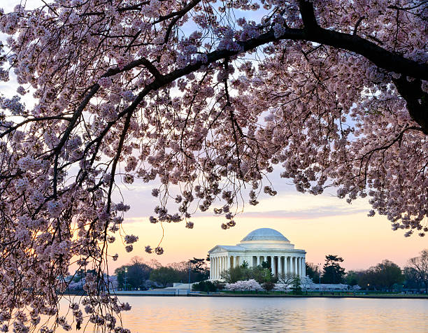 istock Jefferson Memorial framed by cherry blossoms at dawn 167607160
