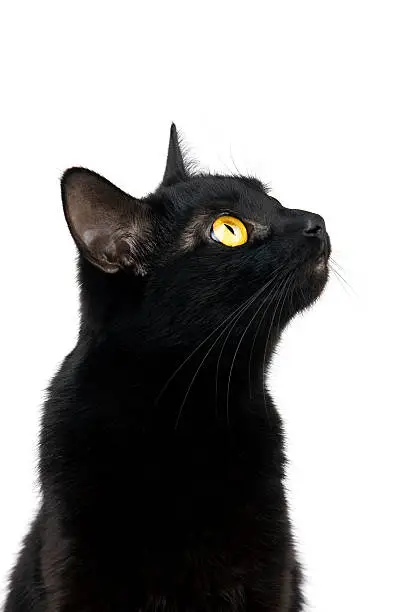 Black cat looking up with interest isolated on white
