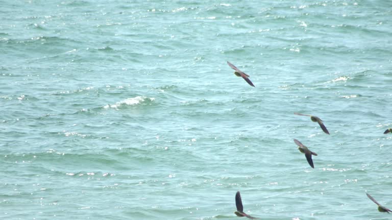 White-bellied green-pigeons flying on the coast of Hokkaido.