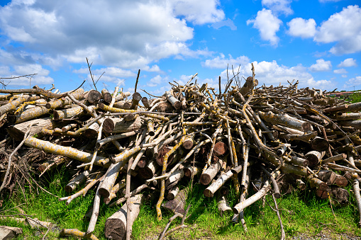 Piles of cut wood at the edge of a forest. Branches piled on the ground in the foreground, ready to be burned in the fireplace in winter.