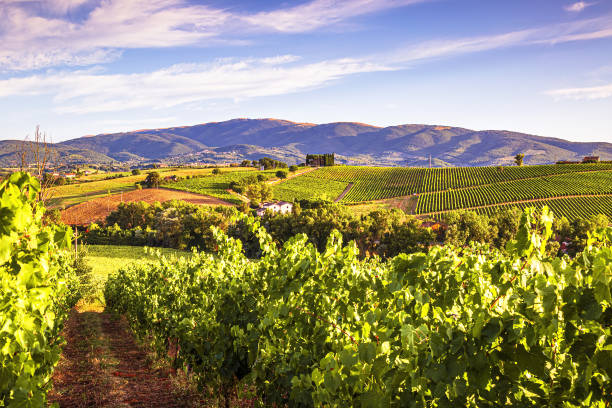 istock Vieyards in Umbria 1676094364