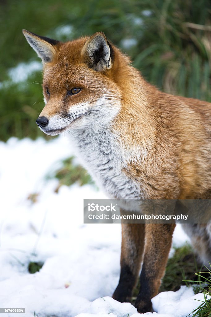 Fox in Snow red fox in profile against a background of grass and snow Animal Stock Photo