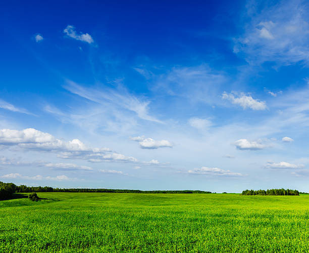 istock Spring summer green field scenery lanscape 167609862