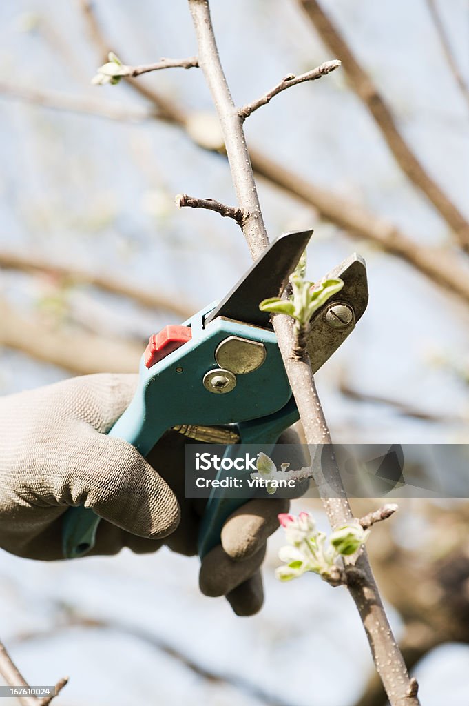 Arbre Tailler - Photo de Tailler libre de droits