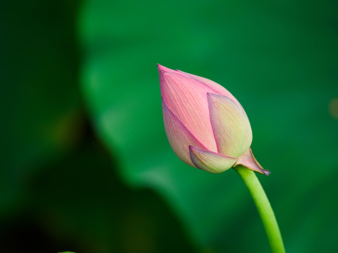 Beautiful lotus with white and colorful background
