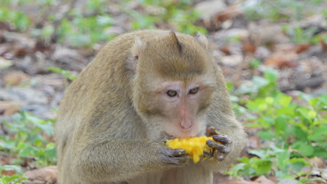 Monkey eating mango in tropical rainforest.