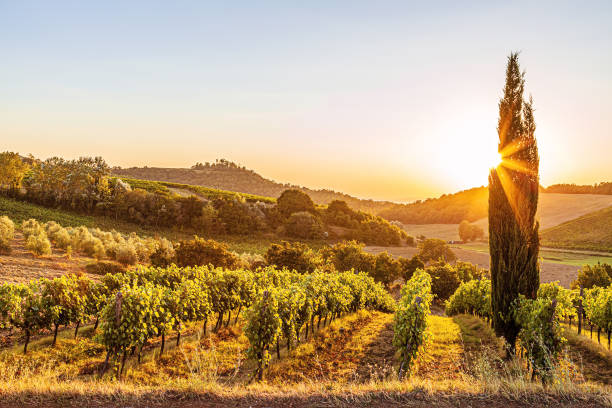 Scenic Tuscany Agricultural Hills