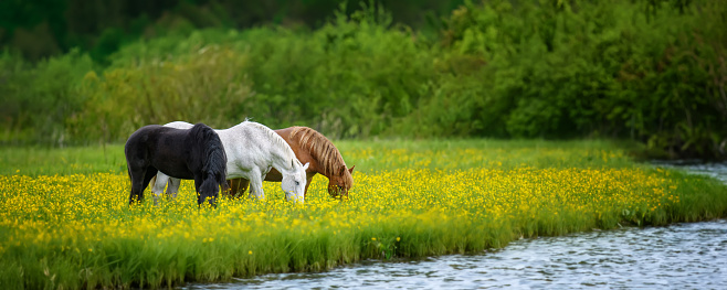 White, black and brown horse on field of yellow flowers by the river. Three animals on meadow