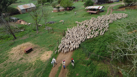 Herding flock of sheep