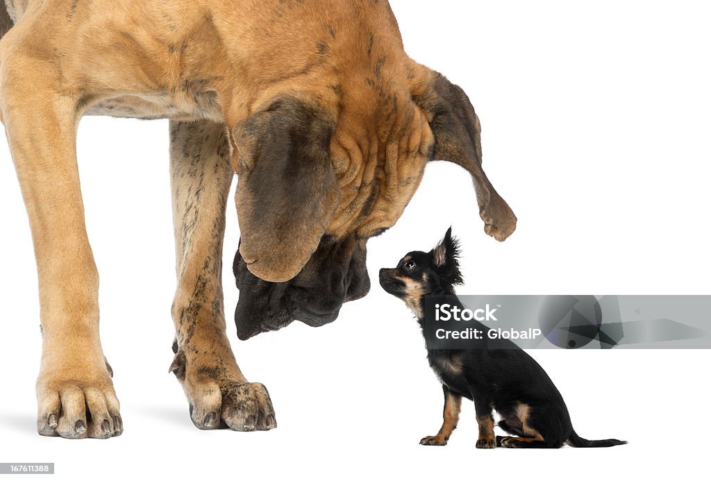 Great Dane looking at a Chihuahua sitting, isolated on white Large Stock Photo