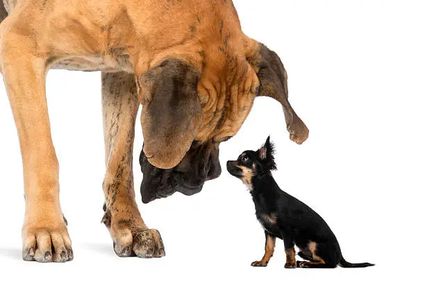 Great Dane looking at a Chihuahua sitting, isolated on white