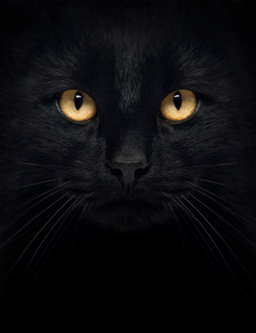Close-up of a Black Cat looking at the camera, isolated on white