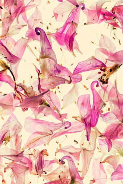 istock Columbine flowers decorative background 1676125686