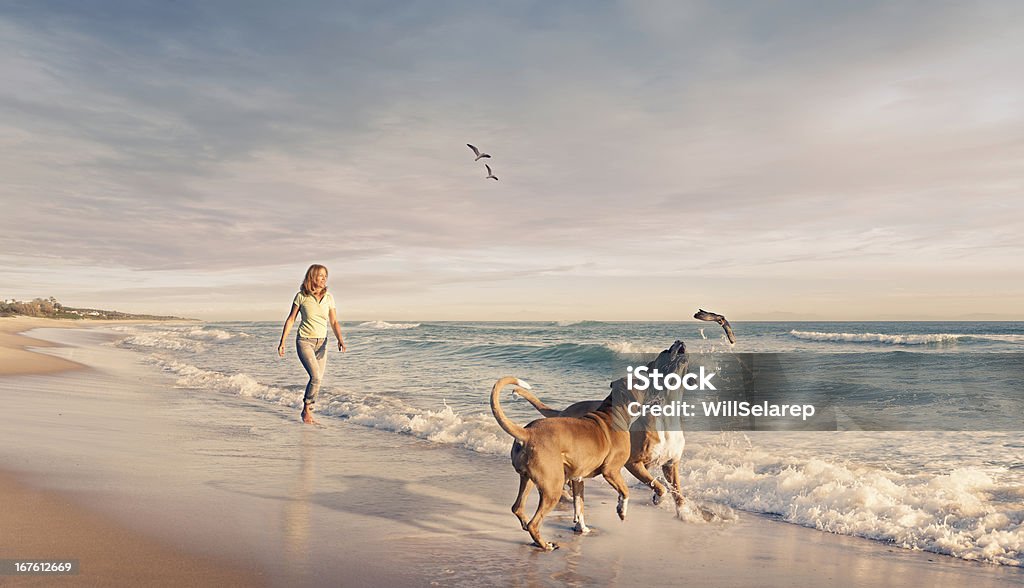 Mujer madura A dos perros en la playa al atardecer - Foto de stock de Perro libre de derechos
