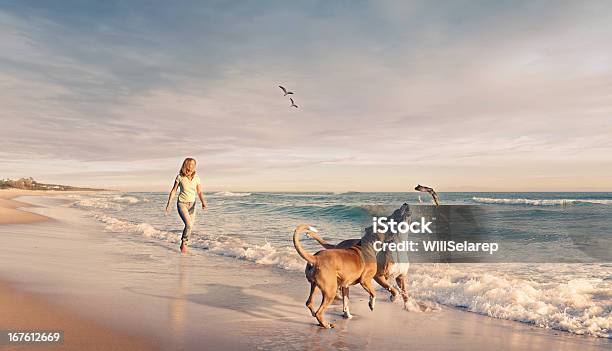 Mujer Madura A Dos Perros En La Playa Al Atardecer Foto de stock y más banco de imágenes de Perro - Perro, Playa, Andar