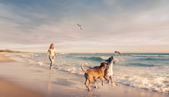 A mature woman walking with two dogs on the seaside at sunset