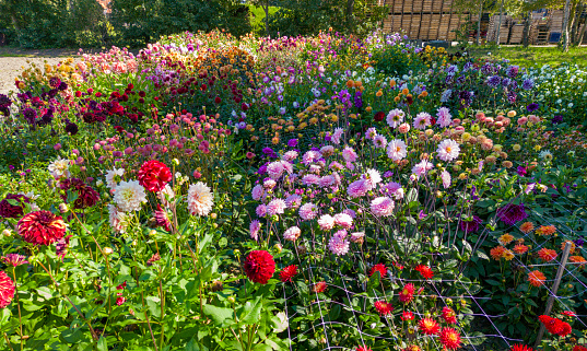 Group of Colorful dahlia flowers meadow, high angle view.