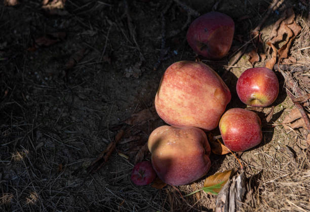 istock Apples ready for picking at the orchard 1676131058