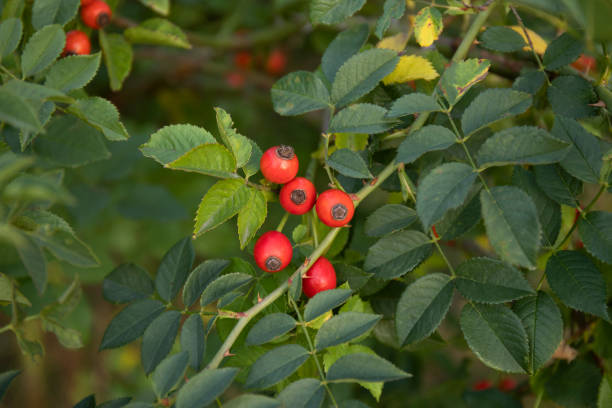 Rosa canina wild hips bush with red berries Rosa canina wild hips bush with red berries close up wild rose hip stock pictures, royalty-free photos & images