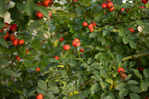 Red berries of wild hips rose Rosa canina in autumn close up