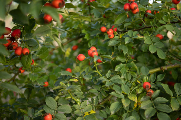 Red berries of wild hips rose Rosa canina in autumn Red berries of wild hips rose Rosa canina in autumn close up wild rose hip stock pictures, royalty-free photos & images