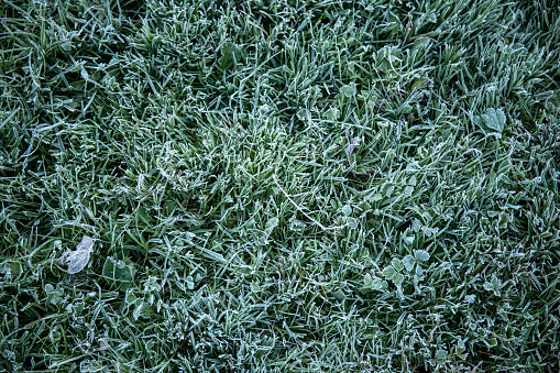 Hoar frost on green grass in autumn morning