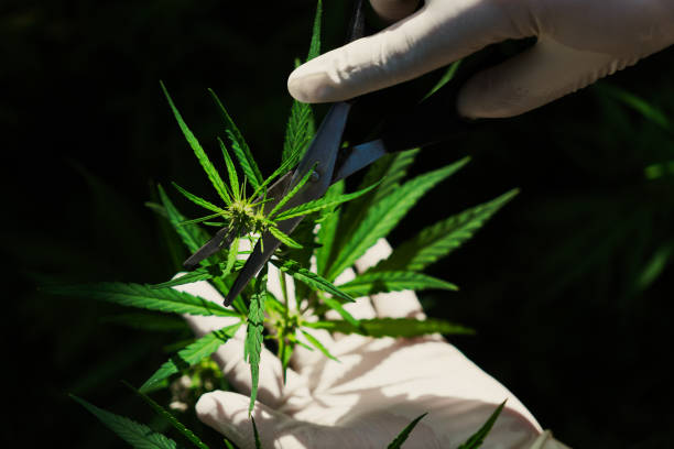 istock Scientist hand with medical rubber glove touching gratifying cannabis leaf in the curative indoor cannabis farm. Alternative medical treatment by cannabis product concept for grow facilities. 1676136107