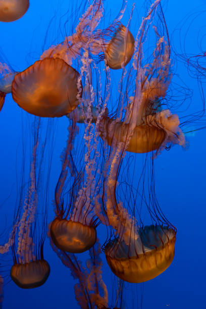 istock Jellyfish Pacific Sea Nettle Chrysaora fuscescens 1676137795