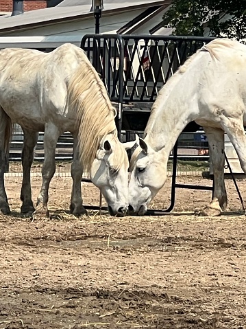 Two white horses eating