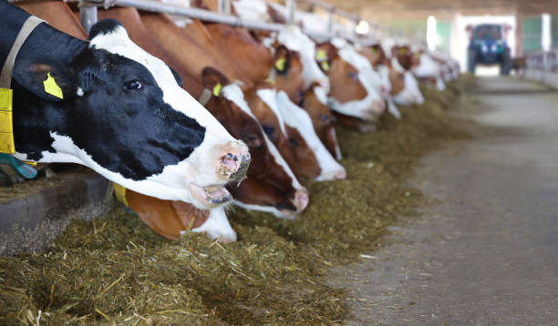istock Dairy farm - feeding cows in cowshed 1676140115