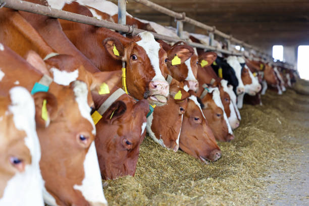 istock Dairy farm - feeding cows in cowshed 1676140118