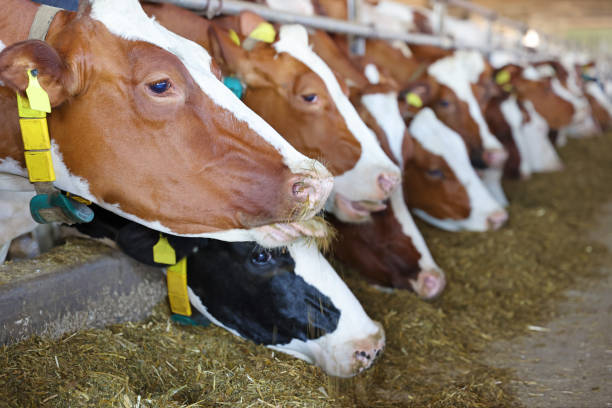 istock Dairy farm - feeding cows in cowshed 1676140153