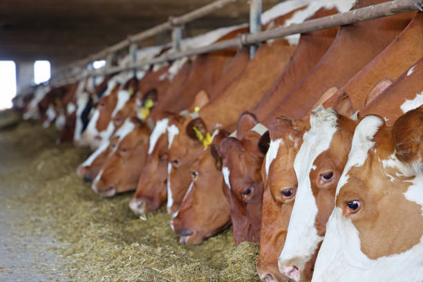 istock Dairy farm - feeding cows in cowshed 1676140194