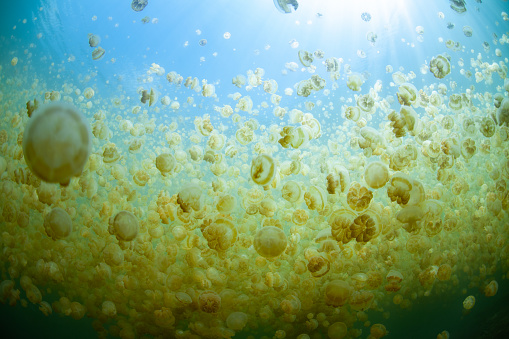 Endemic golden jellyfish, Mastigius sp., thrive in Palau's famous Jellyfish Lake, a saltwater lake hidden in a large limestone island. This jellyfish are physicallyand morphologically distinct.