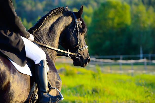 noir friesian chevaux dans le coucher du soleil avec rider - horse black stallion friesian horse photos et images de collection