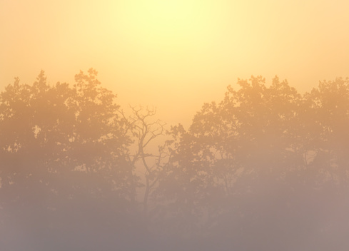 Sun rising above tree silhouette with misty fog. Czech landscape background