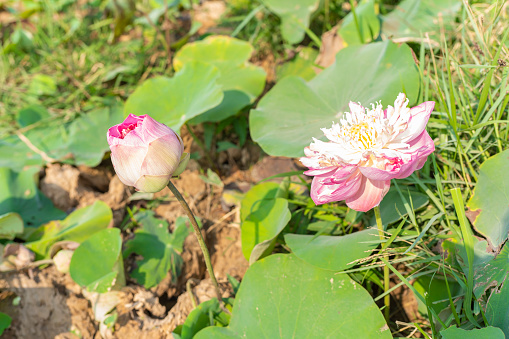 Lotus Farm Fields in Bloom