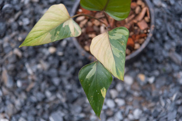 istock Homolomena Rubescens variegated in the pot 1676152267